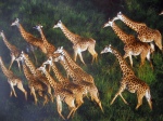Giraffes from the African wildlife by Luo Hong